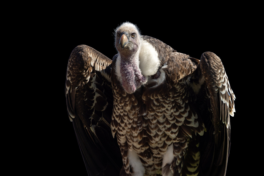 View of a vulture with detailed brown and white plumage and a white neck ruff against a black background in Selestat Grand Est France.