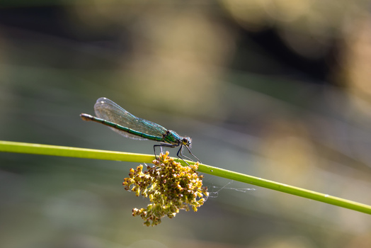 View of a metallic green damselfly perched on a thin plant stem with small yellow flowers against a soft blurred background in Wittenheim Grand Est France.