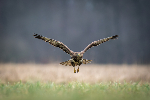 View of a common buzzard in flight with wings spread over a grassy field in Debrzno Pomeranian Voivodeship Poland. View of a common buzzard in flight with wings spread over a grassy field in Debrzno Pomeranian Voivodeship Poland.
