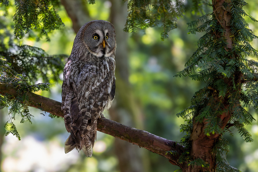 View of a Great Grey Owl perched on a tree branch surrounded by lush green pine needles in Selestat Grand Est France.