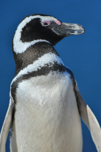 View of a Magellanic penguin portrait at Puerto Piramides showing its distinctive black and white plumage and pink eye patch in Puerto Madryn Chubut Argentina. View of a Magellanic penguin portrait at Puerto Piramides showing its distinctive black and white plumage and pink eye patch in Puerto Madryn Chubut Argentina.