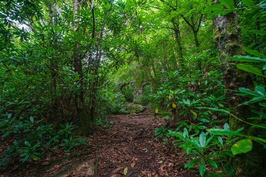 View of the lush woodland and stone ruins in Tivoli park near Lerryn Cornwall United Kingdom.