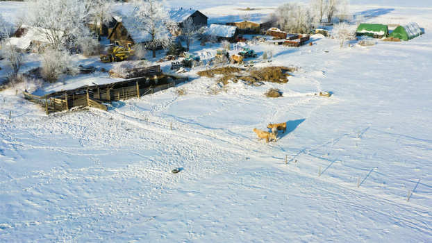 Aerial view of a snow covered farmstead with rustic wooden buildings frost dusted trees and cattle grazing in a frozen field in Latvija. Aerial view of a snow covered farmstead with rustic wooden buildings frost dusted trees and cattle grazing in a frozen field in Latvija.