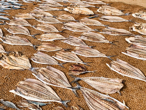 View of numerous fish drying on a large brown net under the sun in Sri Lanka.