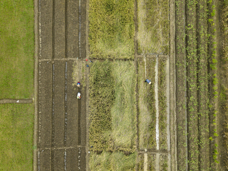 Aerial view of farmers in symmetrical fields separated by narrow paths creating a mosaic of earthy browns and bright greens Kendal Central Java Indonesia. Aerial view of farmers in symmetrical fields separated by narrow paths creating a mosaic of earthy browns and bright greens Kendal Central Java Indonesia.
