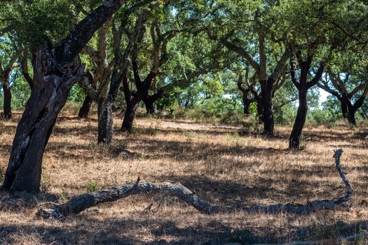 View of cork oak trees with textured bark in a dry landscape under dappled sunlight in Alentejo Portugal. View of cork oak trees with textured bark in a dry landscape under dappled sunlight in Alentejo Portugal.