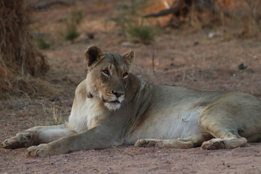 View of a lioness resting on the dry sandy ground at Tumbeta Private Game Reserve in Thabazimbi Limpopo South Africa. View of a lioness resting on the dry sandy ground at Tumbeta Private Game Reserve in Thabazimbi Limpopo South Africa.