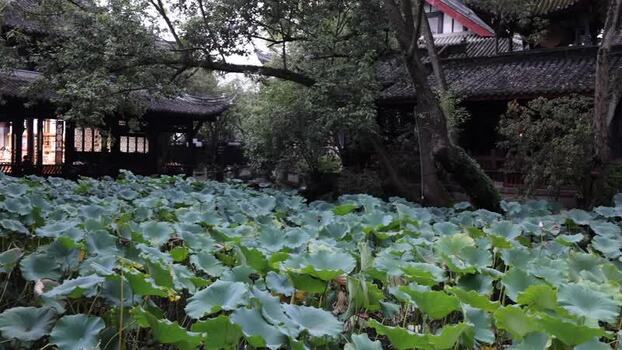 View of the lotus pond at Wuhou Temple in Chengdu China. View of the lotus pond at Wuhou Temple in Chengdu China.