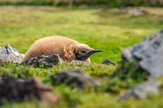 View of a fluffy brown king penguin chick resting on green grass surrounded by rocks in Fortuna Bay South Georgia and the South Sandwich Islands. View of a fluffy brown king penguin chick resting on green grass surrounded by rocks in Fortuna Bay South Georgia and the South Sandwich Islands.
