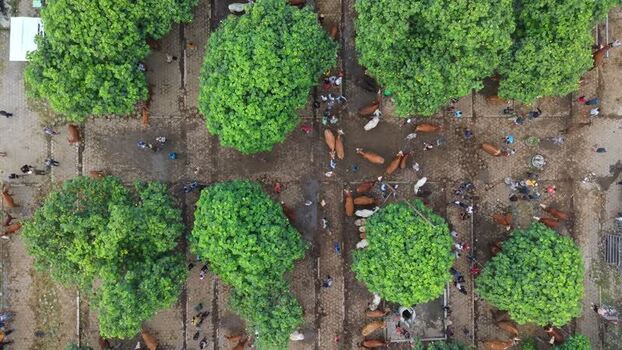 Aerial view of Animal Market Prambanan with cattle Indonesia. Aerial view of Animal Market Prambanan with cattle Indonesia.