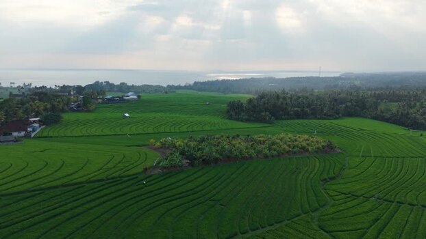 Aerial view of Soka rice terraces in Selemadeg Indonesia.