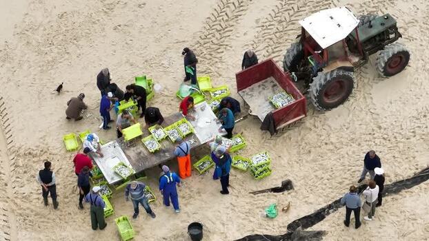 Aerial view of fishermen sorting fish on Praia de Mira Portugal.