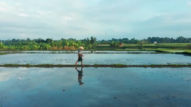 Aerial view of a farmer walking through flooded rice paddies Indonesia. Aerial view of a farmer walking through flooded rice paddies Indonesia.