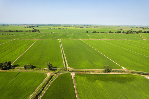 Aerial view of the lush green rice fields at Tenuta Darola with irrigation channels and flat agricultural landscape in Trino Piemonte Italy. Aerial view of the lush green rice fields at Tenuta Darola with irrigation channels and flat agricultural landscape in Trino Piemonte Italy.