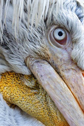 View of a close up of a Dalmatian pelican showing detailed white feathers and a sharp blue eye in Mulhouse Grand Est France.