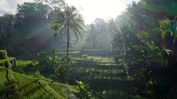 Aerial view of Tegalalang rice terraces and palm trees Indonesia. Aerial view of Tegalalang rice terraces and palm trees Indonesia.