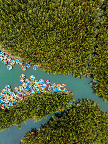 Aerial view of many small round colorful basket boats floating on a narrow river winding through a dense lush green mangrove forest in Vietnam. Aerial view of many small round colorful basket boats floating on a narrow river winding through a dense lush green mangrove forest in Vietnam.