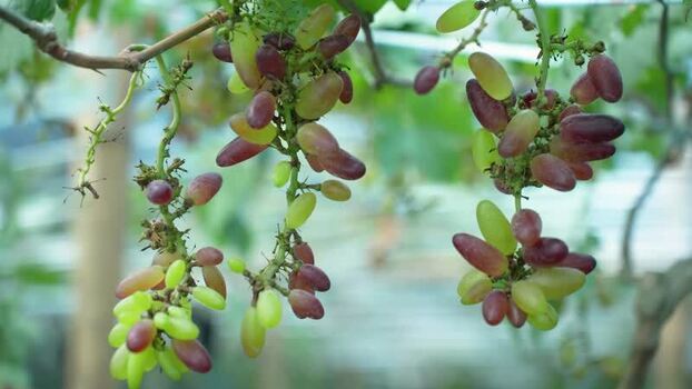 View of fresh grapes hanging on vines in a vineyard Bangladesh. View of fresh grapes hanging on vines in a vineyard Bangladesh.