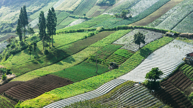 Aerial view of terraced agricultural fields with green crops and white plastic mulch on a hillside in Sukabumi West Java Indonesia. Aerial view of terraced agricultural fields with green crops and white plastic mulch on a hillside in Sukabumi West Java Indonesia.