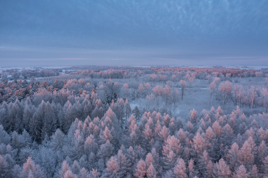 Aerial view of a snow covered forest during winter with soft pink light on the treetops under a blue sky in Pilsrundale Bauska Municipality Latvia.