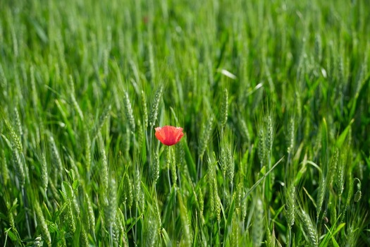 View of a single red poppy blooming amidst a lush green wheat field under bright sunlight Tuscany Italy.