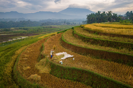 Aerial view of Ngendrosari rice terraces with a farmer harvesting crops surrounded by hills and a distant mountain under a cloudy sky in Kajoran Central Java Indonesia. Aerial view of Ngendrosari rice terraces with a farmer harvesting crops surrounded by hills and a distant mountain under a cloudy sky in Kajoran Central Java Indonesia.