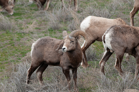 View of bighorn sheep grazing in a grassy field at Yellowstone National Park United States. View of bighorn sheep grazing in a grassy field at Yellowstone National Park United States.