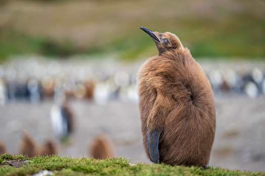 View of a fluffy brown king penguin chick standing on the grassy terrain of Fortuna Bay in South Georgia and the South Sandwich Islands. View of a fluffy brown king penguin chick standing on the grassy terrain of Fortuna Bay in South Georgia and the South Sandwich Islands.