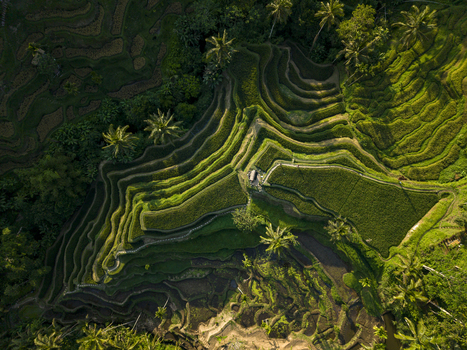 Aerial view of Tegallalang Rice Terrace with lush green terraced paddies palm trees and intricate irrigation patterns in Kecamatan Tegallalang Bali Indonesia. Aerial view of Tegallalang Rice Terrace with lush green terraced paddies palm trees and intricate irrigation patterns in Kecamatan Tegallalang Bali Indonesia.