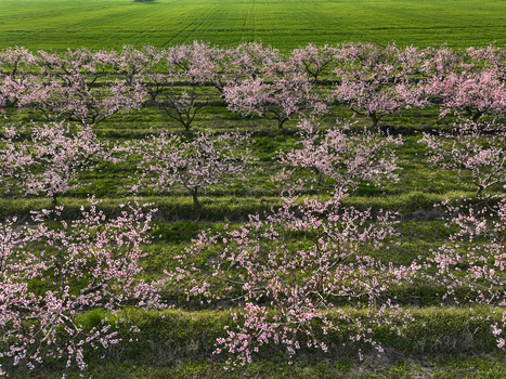 Aerial view of blossoming fruit trees with pink flowers in neat rows across a green orchard in Borgo d Ale Piedmont Italy.
