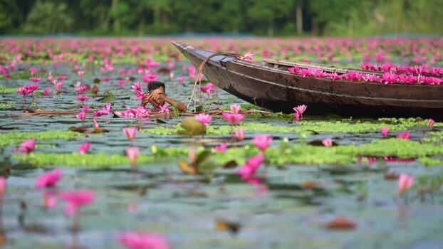 View of a man harvesting pink water lilies in a lake Bangladesh. View of a man harvesting pink water lilies in a lake Bangladesh.
