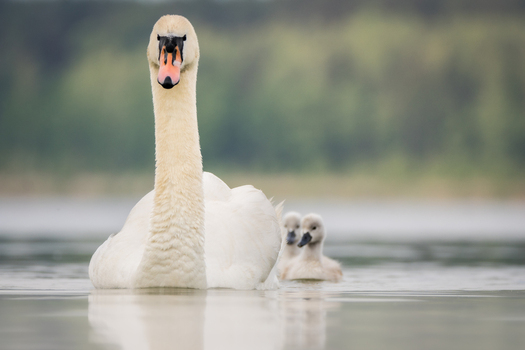 View of a graceful mute swan swimming with its two fluffy cygnets on a calm lake in Debrzno Pomeranian Voivodeship Poland.