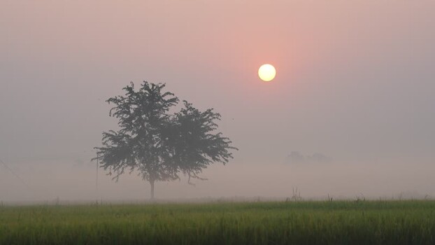 View of a lone tree in a misty field during sunrise Bangladesh. View of a lone tree in a misty field during sunrise Bangladesh.