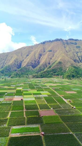 Aerial view of Bukit Selong and agricultural fields Indonesia.
