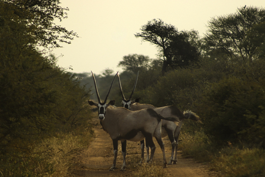 View of two gemsbok standing on a dirt road in the bushveld at Tumbeta Private Game Reserve Thabazimbi Limpopo South Africa.
