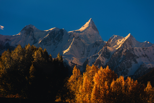View of Shispar Peak illuminated by golden hour light rising above autumn trees with vibrant orange foliage in the Hunza Valley Hussaini Gilgit Baltistan Pakistan.