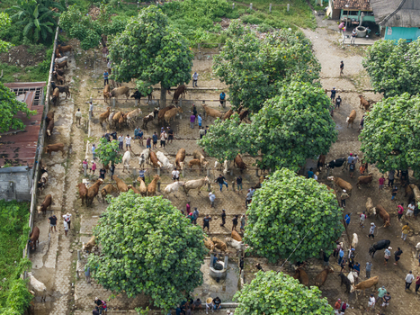 Aerial view of Animal Market Prambanan with cattle and livestock in enclosures surrounded by people and lush green trees in Kecamatan Prambanan Jawa Tengah Indonesia. Aerial view of Animal Market Prambanan with cattle and livestock in enclosures surrounded by people and lush green trees in Kecamatan Prambanan Jawa Tengah Indonesia.