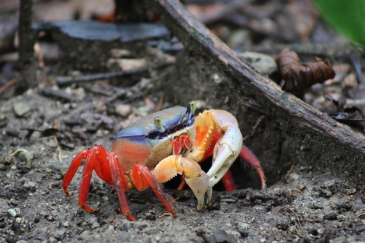 View of a vibrant land crab its red legs and claws contrasting with its blue and beige carapace emerging from a burrow in the Costa Rican soil Quepos Puntarenas Province Costa Rica.