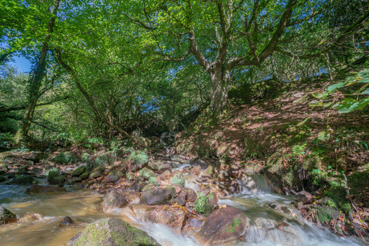 View of a stream flowing over mossy rocks through the lush woodland with dense green foliage and sunlight filtering through the trees in Tregargus Valley Cornwall United Kingdom. View of a stream flowing over mossy rocks through the lush woodland with dense green foliage and sunlight filtering through the trees in Tregargus Valley Cornwall United Kingdom.