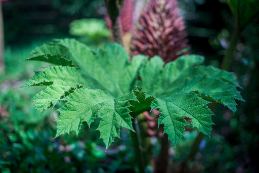 View of a large serrated green leaf of a Gunnera manicata plant with a blurred purple flower spike in the background in Looe Cornwall United Kingdom. View of a large serrated green leaf of a Gunnera manicata plant with a blurred purple flower spike in the background in Looe Cornwall United Kingdom.