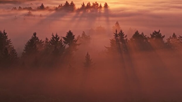 Aerial view of misty forest at sunrise Germany