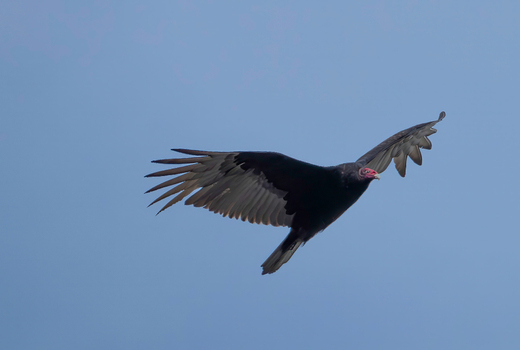 View of a turkey vulture soaring through a clear blue sky with its wings spread wide at the Edwin B. Forsythe National Wildlife Refuge in Galloway New Jersey United States. View of a turkey vulture soaring through a clear blue sky with its wings spread wide at the Edwin B. Forsythe National Wildlife Refuge in Galloway New Jersey United States.