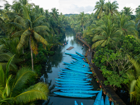 Aerial view of Maasin River with numerous blue boats moored along a wooden walkway surrounded by lush palm trees in Siargao Philippines. Aerial view of Maasin River with numerous blue boats moored along a wooden walkway surrounded by lush palm trees in Siargao Philippines.