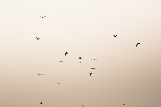 View of a flock of birds flying across the pale sky over Vormsi Laane County Estonia.