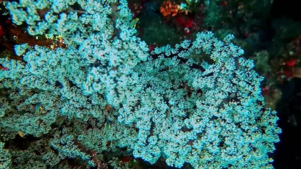 View of vibrant blue coral reef in the waters of Indonesia.