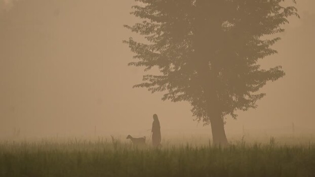 View of a person with a goat in a foggy field Bangladesh. View of a person with a goat in a foggy field Bangladesh.