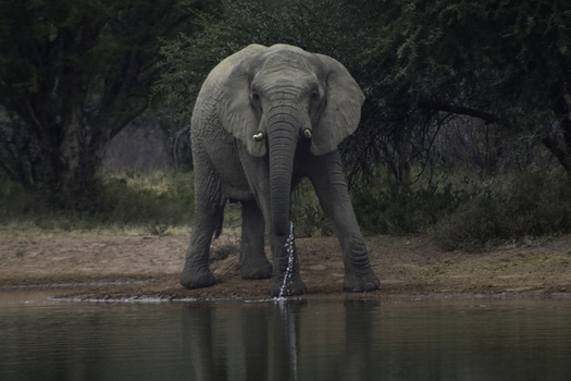 View of an African elephant drinking water at the edge of a waterhole in Tumbeta Private Game Reserve Thabazimbi Limpopo South Africa.