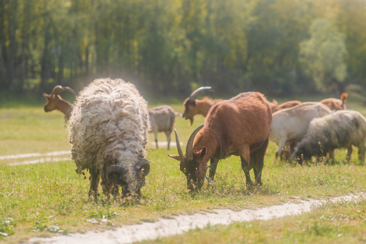 View of a herd of goats and sheep grazing in a lush green meadow with a line of trees in the background under soft sunlight Futog Vojvodina Serbia. View of a herd of goats and sheep grazing in a lush green meadow with a line of trees in the background under soft sunlight Futog Vojvodina Serbia.