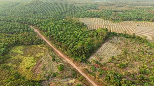 Aerial view of oil palm plantation in Anggana Indonesia. Aerial view of oil palm plantation in Anggana Indonesia.