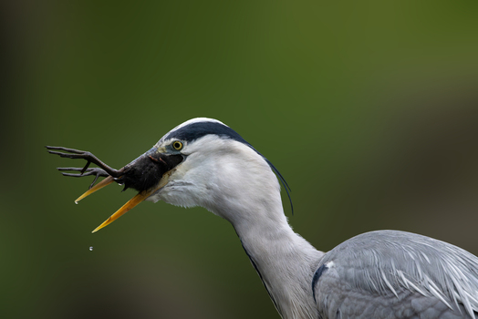 View of a grey heron swallowing a frog with its beak wide open against a blurred green background in Selestat Grand Est France.